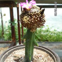 A photo of Mammillaria luethyi