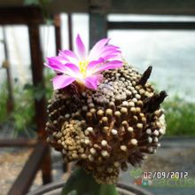 A photo of Mammillaria luethyi