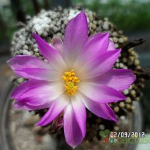 A photo of Mammillaria luethyi