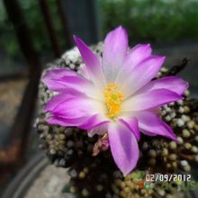 A photo of Mammillaria luethyi