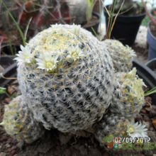 Una foto de Mammillaria schiedeana