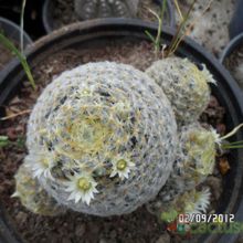 Una foto de Mammillaria schiedeana