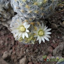 Una foto de Mammillaria schiedeana