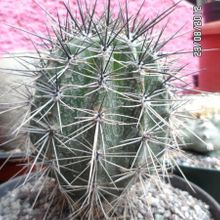 A photo of Carnegiea gigantea
