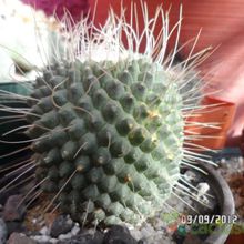 Una foto de Mammillaria spinosissima fma. unpico