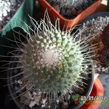 Una foto de Mammillaria spinosissima fma. unpico