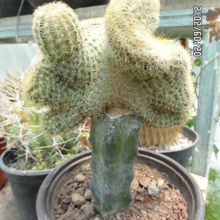 A photo of Echinocereus pectinatus ssp. pectinatus fma. crestada