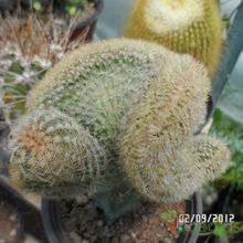 A photo of Echinocereus pectinatus ssp. pectinatus fma. crestada