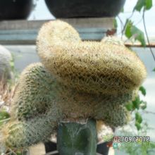 A photo of Echinocereus pectinatus ssp. pectinatus fma. crestada