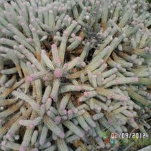 Una foto de Euphorbia mammillaris fma. variegada