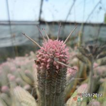 Una foto de Euphorbia mammillaris fma. variegada