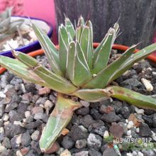 A photo of Agave victoriae-reginae