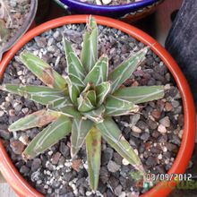 A photo of Agave victoriae-reginae