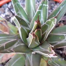A photo of Agave victoriae-reginae