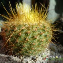 A photo of Parodia chrysacanthion