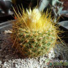 A photo of Parodia chrysacanthion
