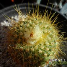 A photo of Parodia chrysacanthion