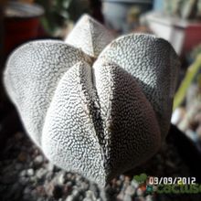 Una foto de Astrophytum myriostigma cv. ONZUKA