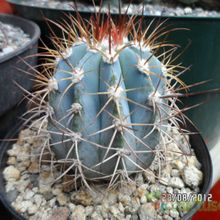 A photo of Melocactus azureus