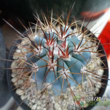 A photo of Melocactus azureus