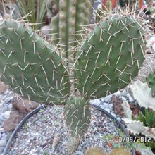 Una foto de Opuntia lagunae