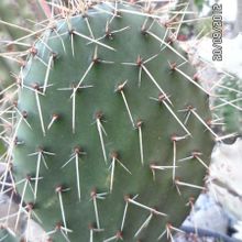 Una foto de Opuntia lagunae