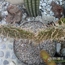 Una foto de Opuntia lagunae