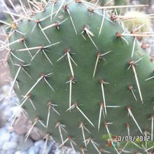 Una foto de Opuntia lagunae