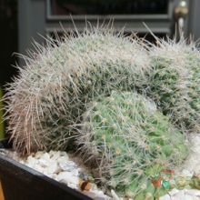 Una foto de Mammillaria geminispina fma. crestada