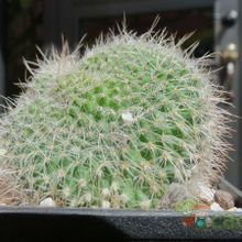 Una foto de Mammillaria geminispina fma. crestada