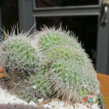 Una foto de Mammillaria geminispina fma. crestada