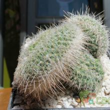 Una foto de Mammillaria geminispina fma. crestada