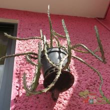 Una foto de Euphorbia knuthii