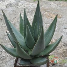 A photo of Aloe reitzii