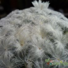 A photo of Mammillaria plumosa