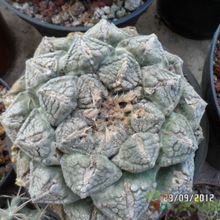 Una foto de Ariocarpus fissuratus subsp. fissuratus
