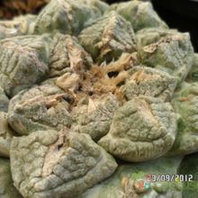 Una foto de Ariocarpus fissuratus subsp. fissuratus