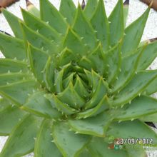 A photo of Aloe polyphylla