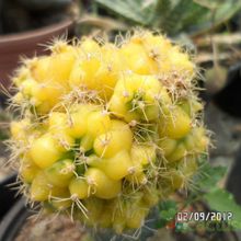 A photo of Gymnocalycium anisitsii ssp. damsii cv. Multiproliferum fma. variegada
