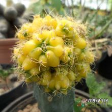 A photo of Gymnocalycium anisitsii ssp. damsii cv. Multiproliferum fma. variegada