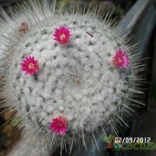 Una foto de Mammillaria geminispina