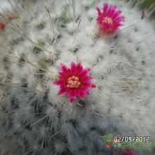Una foto de Mammillaria geminispina