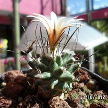 Una foto de Turbinicarpus schmiedickeanus ssp. gracilis