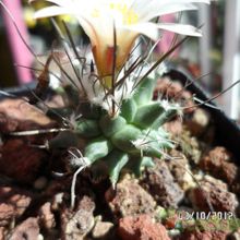 Una foto de Turbinicarpus schmiedickeanus ssp. gracilis