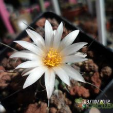 Una foto de Turbinicarpus schmiedickeanus ssp. gracilis