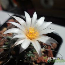 Una foto de Turbinicarpus schmiedickeanus ssp. gracilis