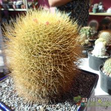 A photo of Mammillaria rhodantha ssp. pringlei