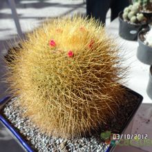 A photo of Mammillaria rhodantha ssp. pringlei