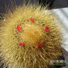 A photo of Mammillaria rhodantha ssp. pringlei