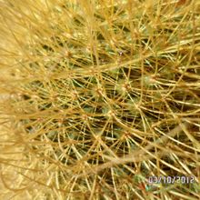A photo of Mammillaria rhodantha ssp. pringlei